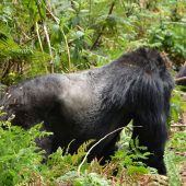  Silverback Gorilla (Congo)